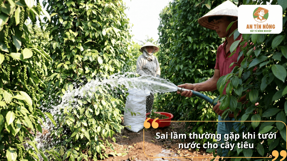 Các sai lầm phổ biến khi tưới nước cho cây hồ tiêu như tưới quá nhiều, quá ít hoặc sai thời điểm làm ảnh hưởng đến năng suất.
