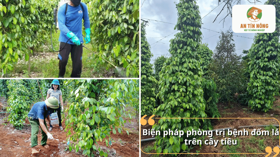 Áp dụng các biện pháp phòng trị bệnh đốm lá trên cây tiêu như vệ sinh vườn, cắt tỉa cành, bón phân cân đối và sử dụng thuốc phù hợp.