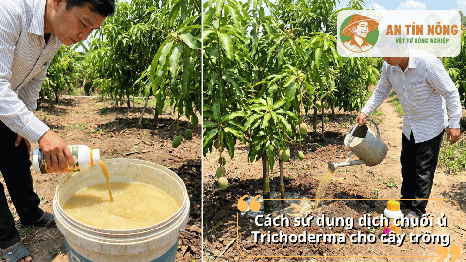 Cách pha và sử dụng dịch chuối ủ Trichoderma cho cây ăn trái giúp tăng năng suất và chất lượng quả