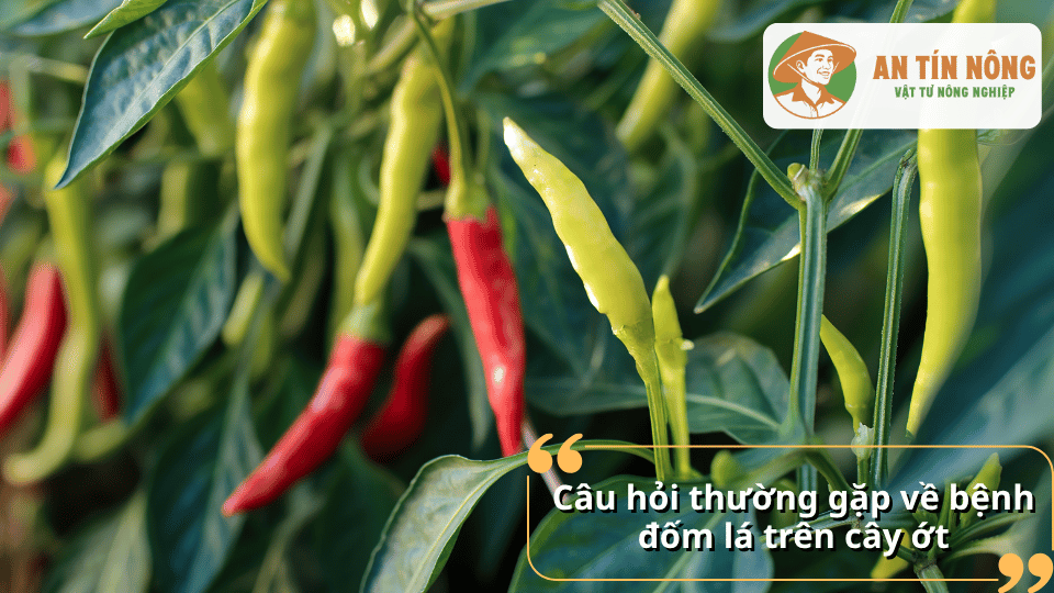 Giải đáp các câu hỏi thường gặp về bệnh đốm lá trên cây ớt