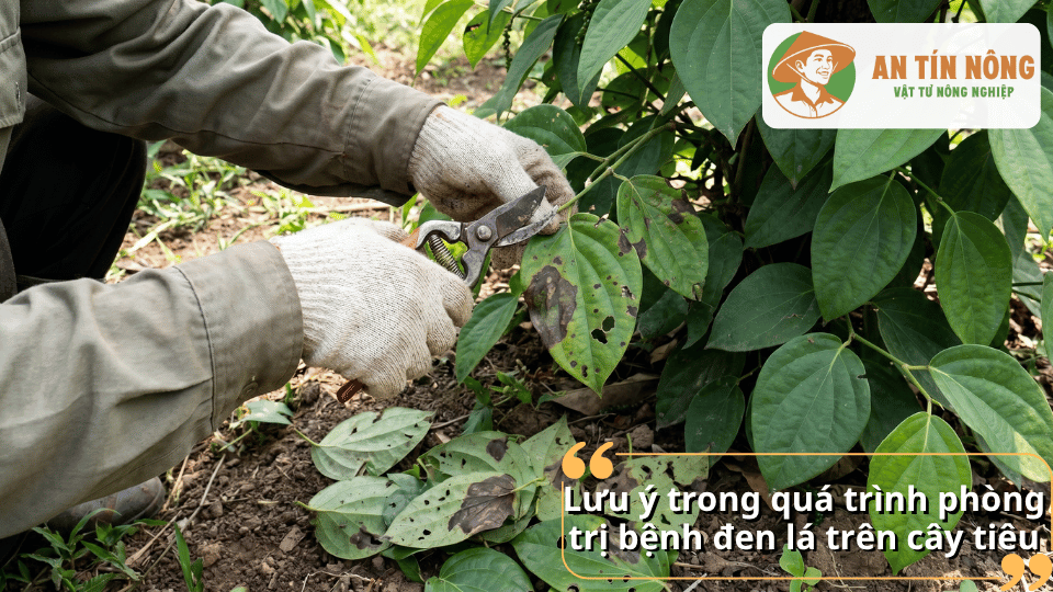 Cắt tỉa và thu gom lá tiêu bị bệnh đen lá để giảm nguồn lây nhiễm trong vườn.