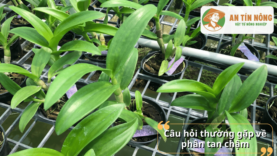 Vườn lan phát triển đồng đều nhờ sử dụng phân tan chậm đúng cách và phù hợp từng giai đoạn sinh trưởng.