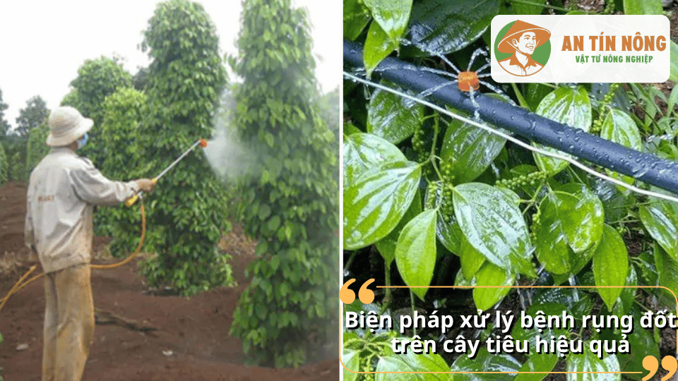 Phun thuốc và áp dụng các biện pháp canh tác giúp kiểm soát bệnh rụng đốt trên cây hồ tiêu hiệu quả.