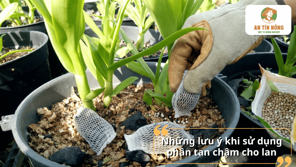 Cách sử dụng phân tan chậm cho lan đúng kỹ thuật để tránh cháy rễ và tối ưu hiệu quả hấp thu dinh dưỡng.
