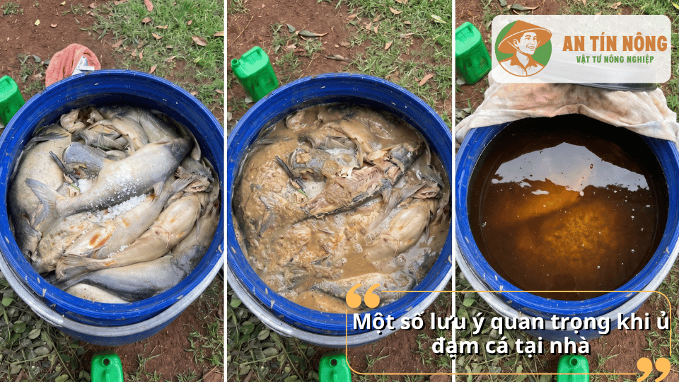 Một số lưu ý quan trọng khi ủ đạm cá tại nhà để đạt hiệu quả cao và hạn chế mùi hôi.