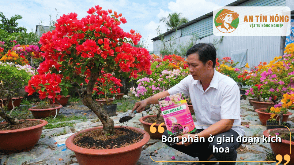 Bón phân kích hoa cho cây hoa giấy đỏ giúp cây nở hoa đồng loạt.