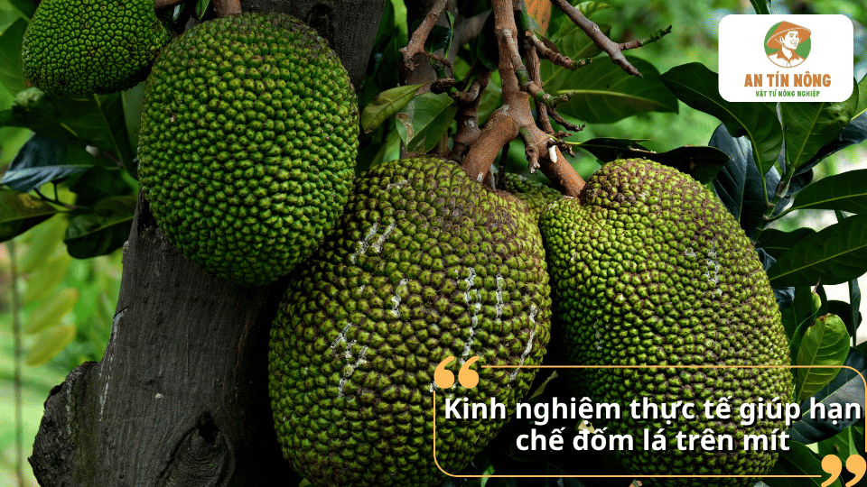 Áp dụng quy trình chăm sóc hợp lý giúp cây mít sinh trưởng khỏe mạnh và giảm nguy cơ mắc bệnh đốm lá.