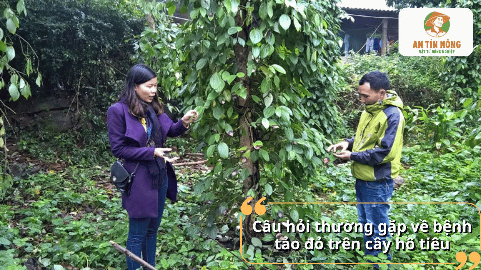 Giải đáp các câu hỏi thường gặp về bệnh tảo đỏ trên cây hồ tiêu và cách phòng trị hiệu quả.