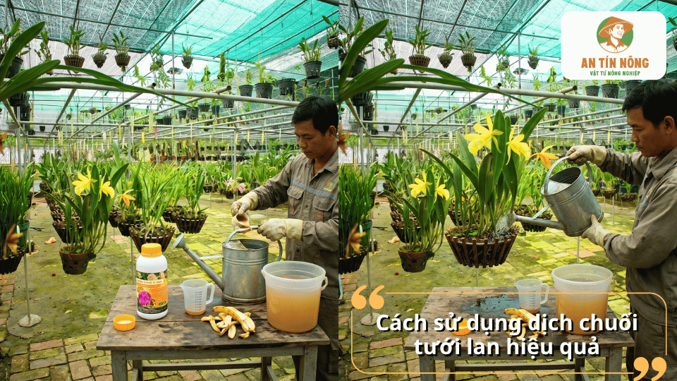 Tưới dịch chuối cho lan định kỳ giúp kích thích ra rễ mới, tăng sức sống và hỗ trợ ra hoa.