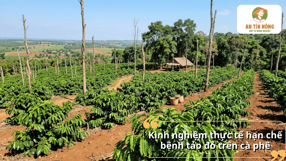 Áp dụng quy trình chăm sóc và quản lý vườn hợp lý giúp hạn chế bệnh tảo đỏ trên cây cà phê hiệu quả.