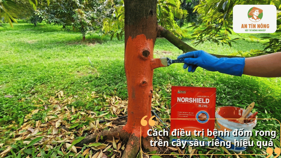 Quét thuốc lên thân cây sầu riêng giúp điều trị bệnh tảo đỏ và bảo vệ vỏ cây.