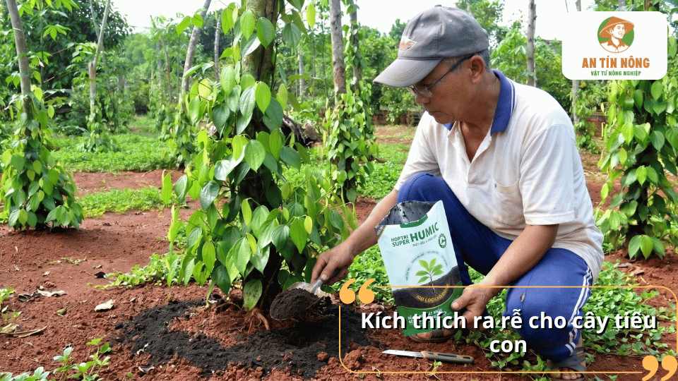 Kích thích ra rễ cho cây tiêu con bằng phân hữu cơ và humic giúp cây nhanh phục hồi sau trồng.