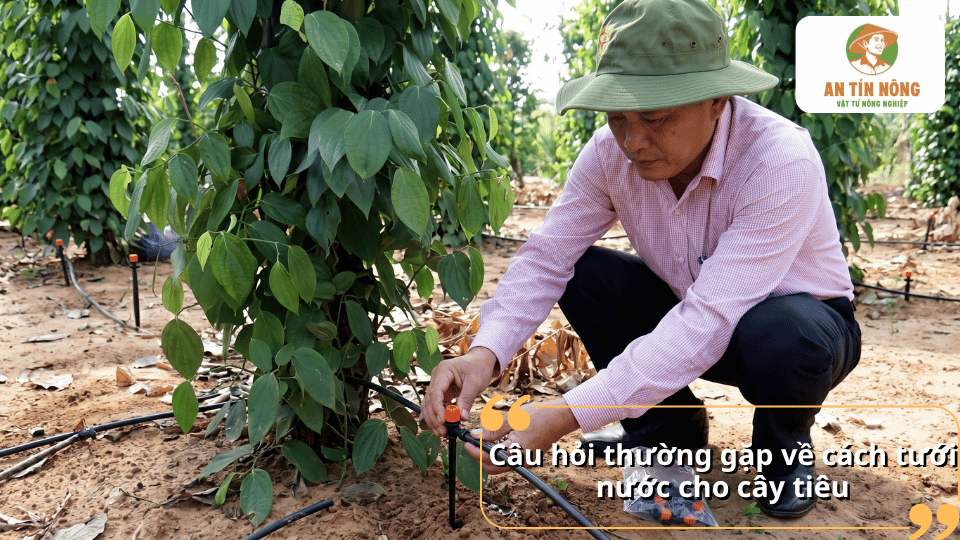 Giải đáp những câu hỏi thường gặp về cách tưới nước cho cây hồ tiêu, lượng nước, thời gian tưới và kỹ thuật chăm sóc hiệu quả.