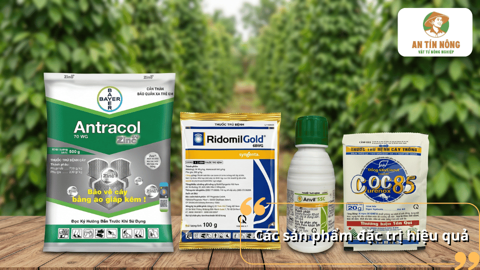 Một số thuốc đặc trị bệnh đốm lá trên cây tiêu giúp kiểm soát nấm bệnh hiệu quả, hạn chế lây lan và bảo vệ năng suất vườn tiêu.