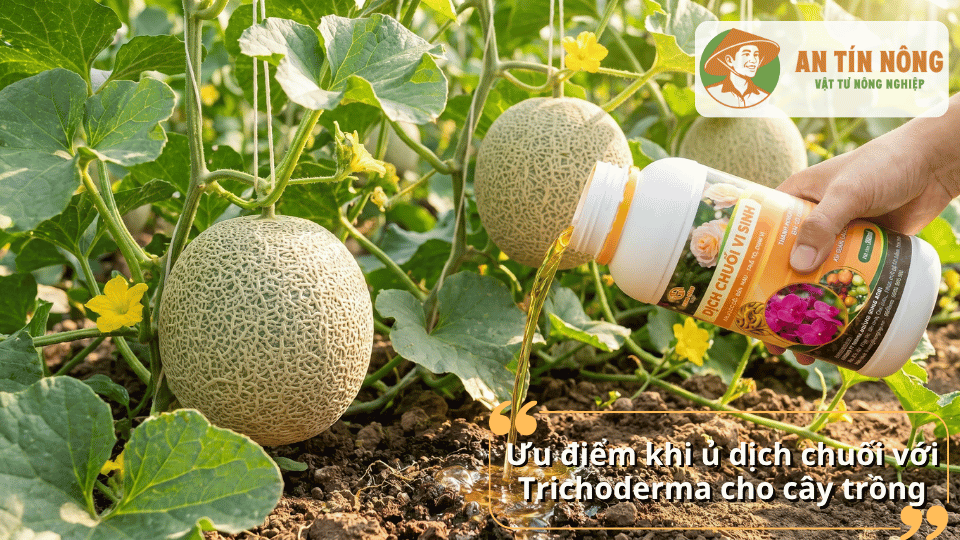 Ưu điểm khi sử dụng dịch chuối ủ Trichoderma giúp cây hấp thu dinh dưỡng hiệu quả hơn