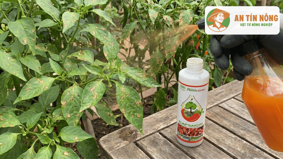 Phun Neem Chili lên cây ớt bị đốm lá nhằm hỗ trợ phòng ngừa và hạn chế sự lây lan của tác nhân gây bệnh