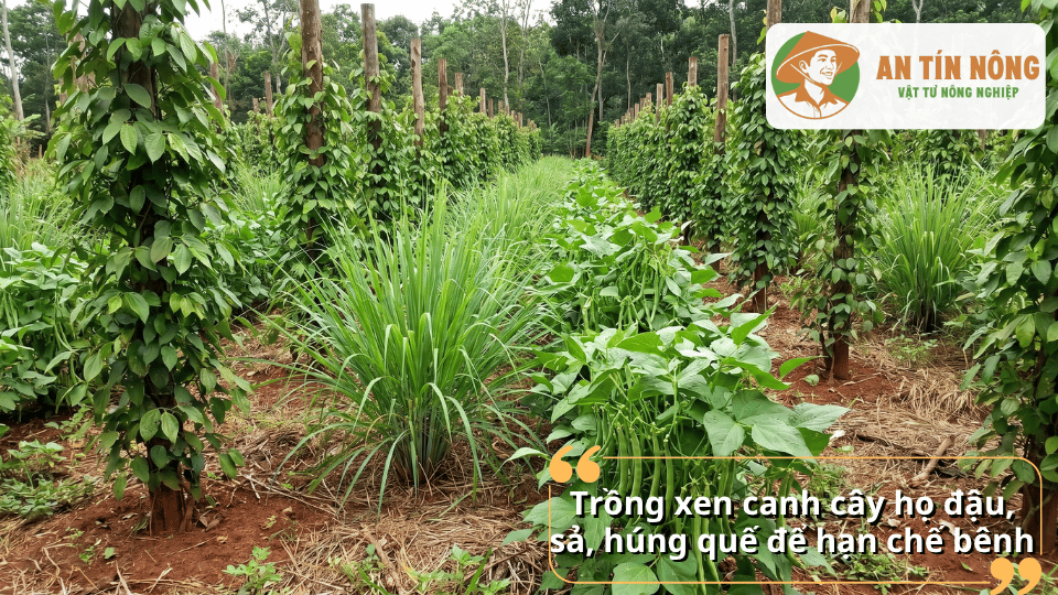 Mô hình trồng xen cây họ đậu và sả trong vườn hồ tiêu giúp cải thiện đất và hạn chế bệnh hại.