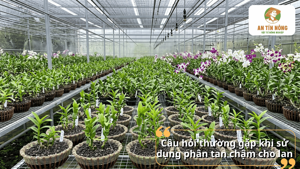 Giải đáp các câu hỏi thường gặp về phân tan chậm cho lan và cách bón phân hiệu quả cho từng loại lan.