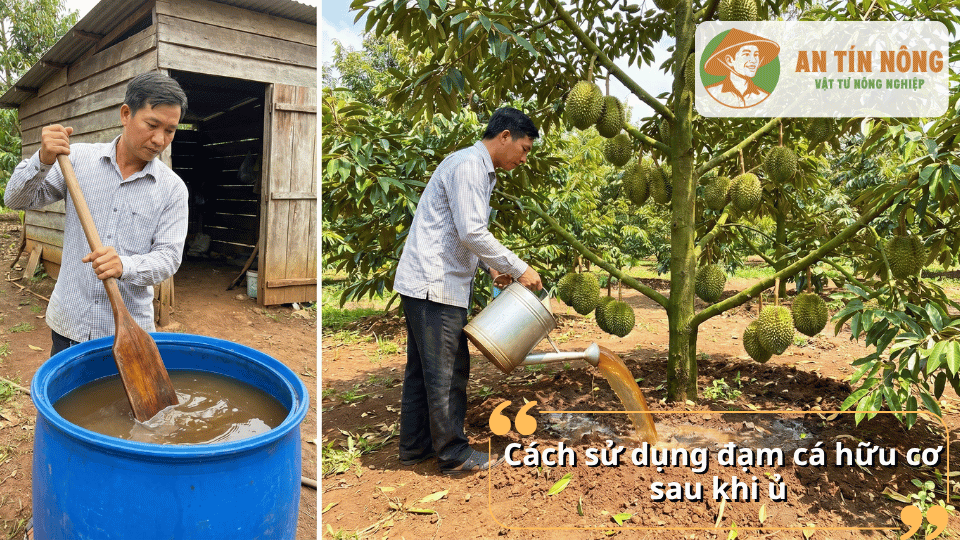 Cách sử dụng đạm cá hữu cơ sau khi ủ để bón cây ăn trái và cây công nghiệp hiệu quả.