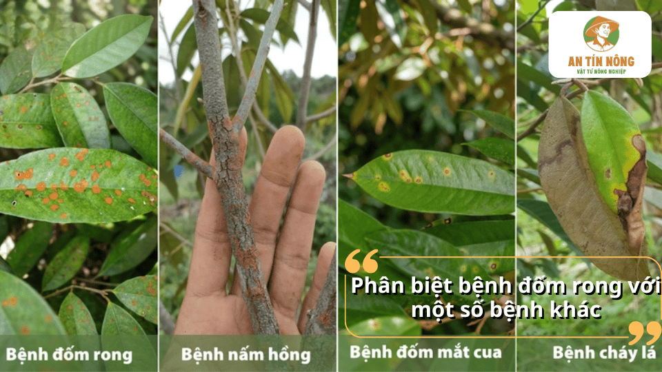 Phân biệt bệnh tảo đỏ với nấm hồng, đốm mắt cua và cháy lá trên cây sầu riêng.