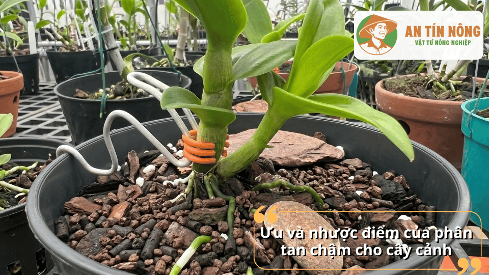 Ưu và nhược điểm của phân tan chậm cho cây cảnh