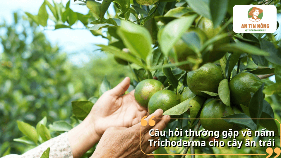 Câu hỏi thường gặp về nấm Trichoderma cho cây ăn trái