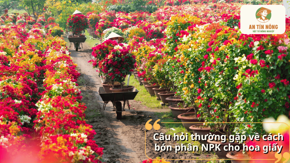 Giải đáp câu hỏi thường gặp về cách bón phân NPK cho hoa giấy giúp cây ra hoa đẹp và bền màu quanh năm.