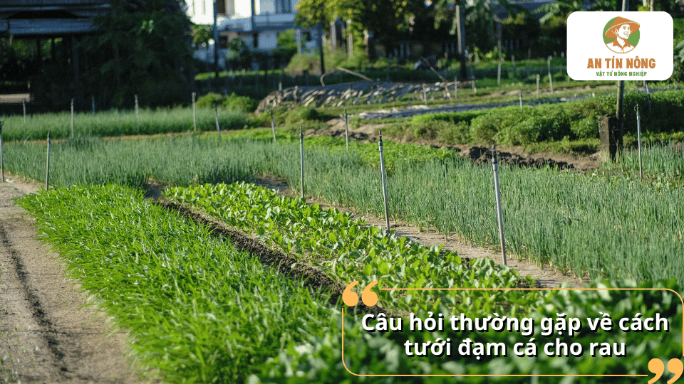 Giải đáp câu hỏi thường gặp về cách tưới đạm cá cho rau đúng kỹ thuật và an toàn.