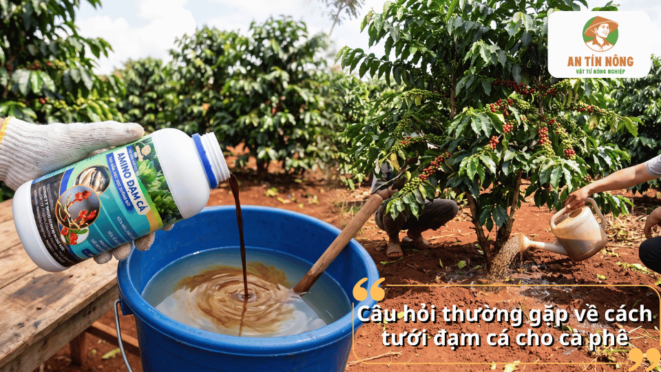 Giải đáp các câu hỏi thường gặp về cách tưới đạm cá cho cây cà phê, liều lượng pha, thời điểm sử dụng và những lưu ý quan trọng.