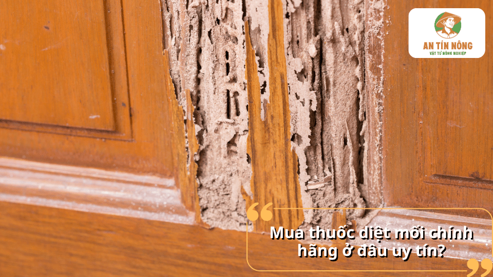 Mua thuốc diệt mối chính hãng ở đâu uy tín, giá tốt