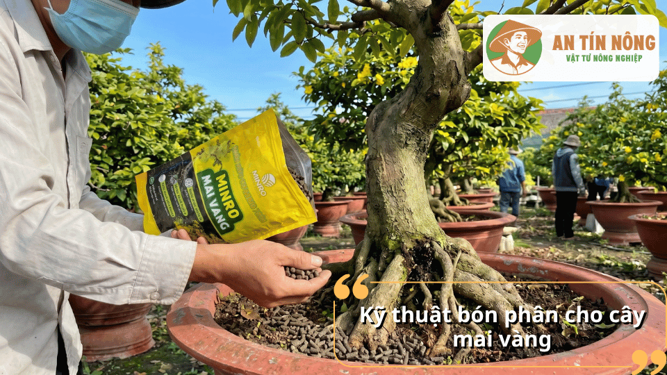 Hướng dẫn kỹ thuật bón phân cho cây mai vàng đúng cách giúp cây hấp thu dinh dưỡng hiệu quả, phát triển khỏe và ra hoa đẹp.