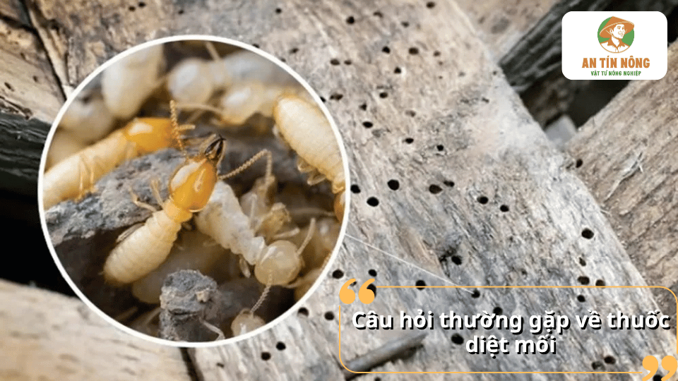 Giải đáp câu hỏi thường gặp về thuốc diệt mối