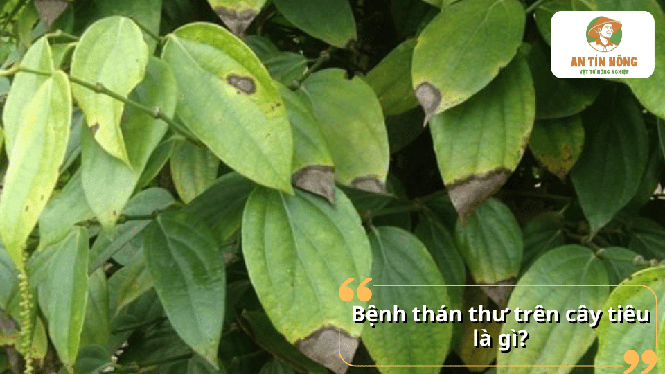 Bệnh thán thư trên cây tiêu là bệnh do nấm gây ra, làm xuất hiện các đốm cháy trên lá, cành và ảnh hưởng nghiêm trọng đến sinh trưởng.