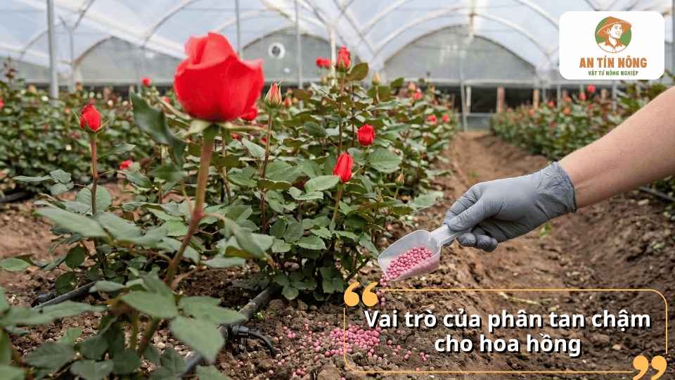 Vai trò của phân tan chậm giúp hoa hồng sinh trưởng và ra hoa đẹp