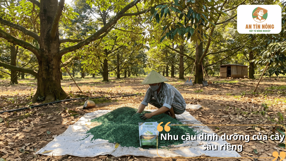 Nhu cầu dinh dưỡng của cây sầu riêng theo từng giai đoạn sinh trưởng