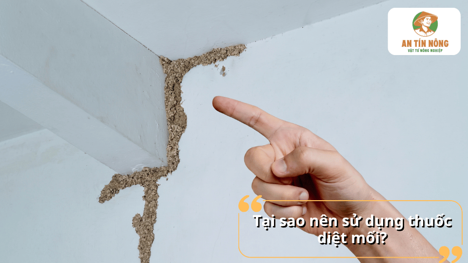 Đường mối trên tường nhà cần xử lý bằng thuốc diệt mối