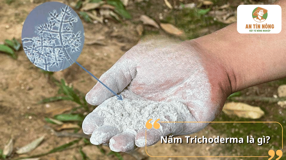 Nấm Trichoderma dạng bột giúp cải tạo đất và phòng bệnh cho cây