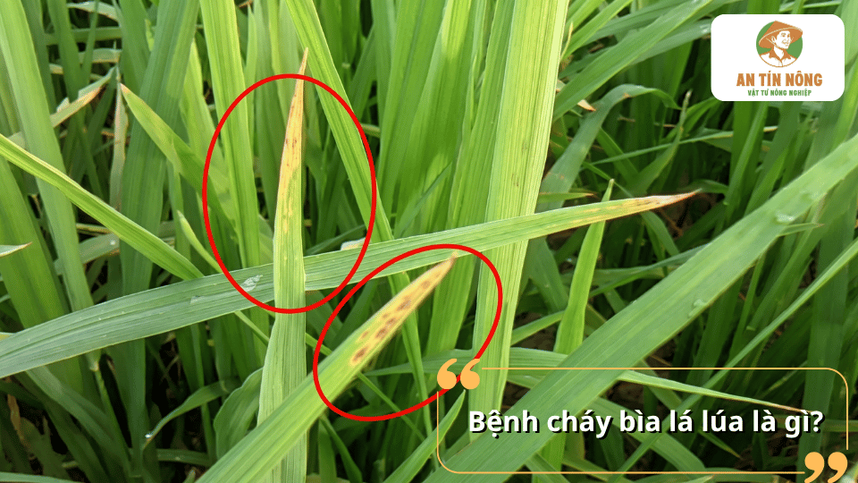 Triệu chứng bệnh cháy bìa lá lúa với vết bệnh vàng nâu xuất hiện ở mép lá lúa.