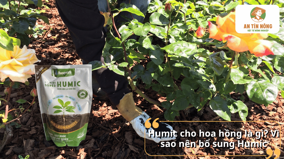 Humic cho hoa hồng giúp cải tạo đất, kích thích rễ phát triển và tăng khả năng hấp thu dinh dưỡng.