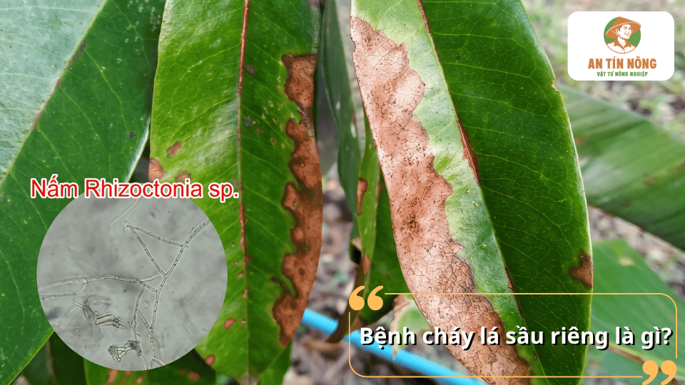 Bệnh cháy lá sầu riêng do nấm Rhizoctonia gây ra với các vết cháy nâu khô trên mép và phiến lá.