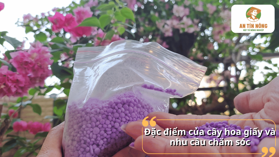 Đặc điểm cây hoa giấy và nhu cầu dinh dưỡng giúp lựa chọn phân NPK phù hợp cho từng giai đoạn phát triển.