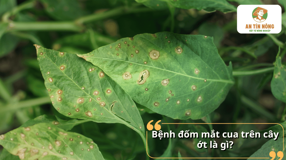 Bệnh đốm mắt cua trên cây ớt là gì? Dấu hiệu nhận biết các đốm tròn màu nâu trên lá.
