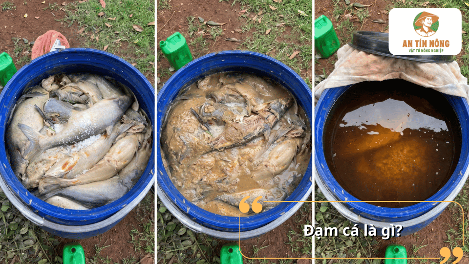 Đạm cá là phân bón hữu cơ dạng lỏng được tạo từ quá trình ủ cá, giàu axit amin và dinh dưỡng giúp cây trồng phát triển khỏe mạnh.