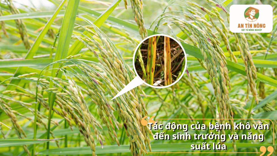 Bệnh khô vằn trên lúa gây cháy bẹ lá, làm giảm khả năng sinh trưởng và năng suất cây trồng.