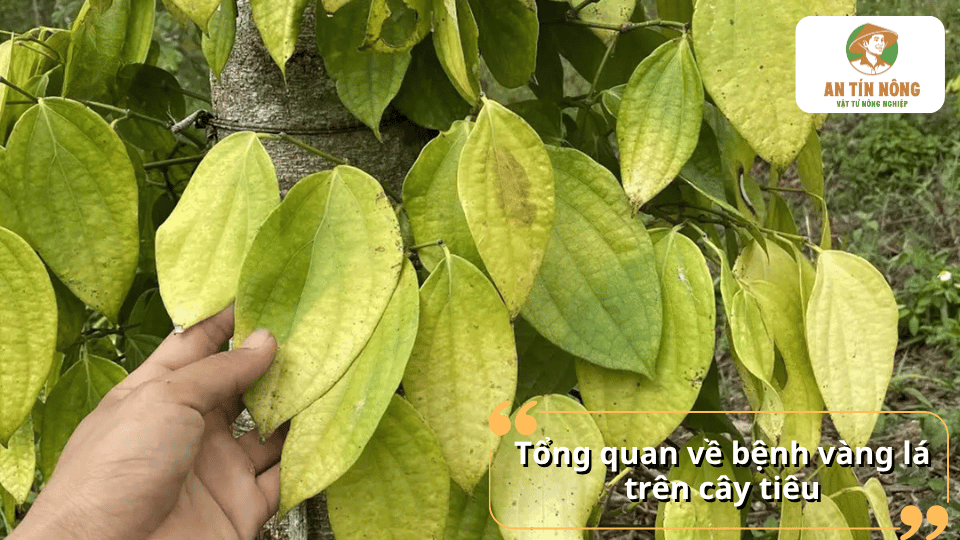Tổng quan hiện tượng vàng lá trên cây hồ tiêu với các biểu hiện lá vàng, sinh trưởng kém, ảnh hưởng đến năng suất và chất lượng vườn tiêu.
