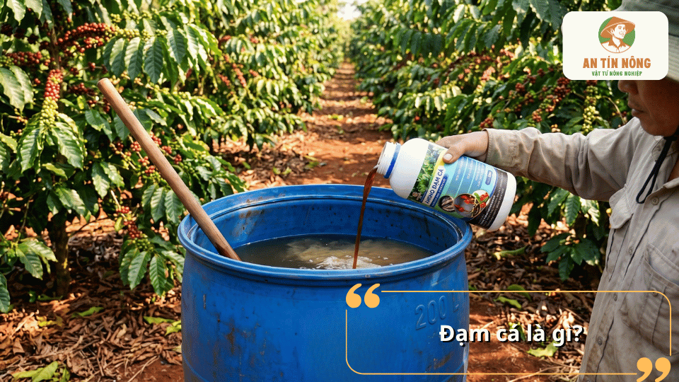 Đạm cá là phân bón hữu cơ giàu axit amin và dinh dưỡng được sản xuất từ cá lên men, giúp cây cà phê phát triển khỏe mạnh và cải tạo đất.