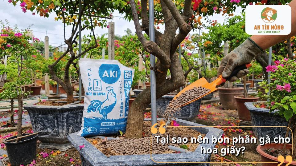 Tại sao nên bón phân gà cho hoa giấy để cây phát triển khỏe mạnh.