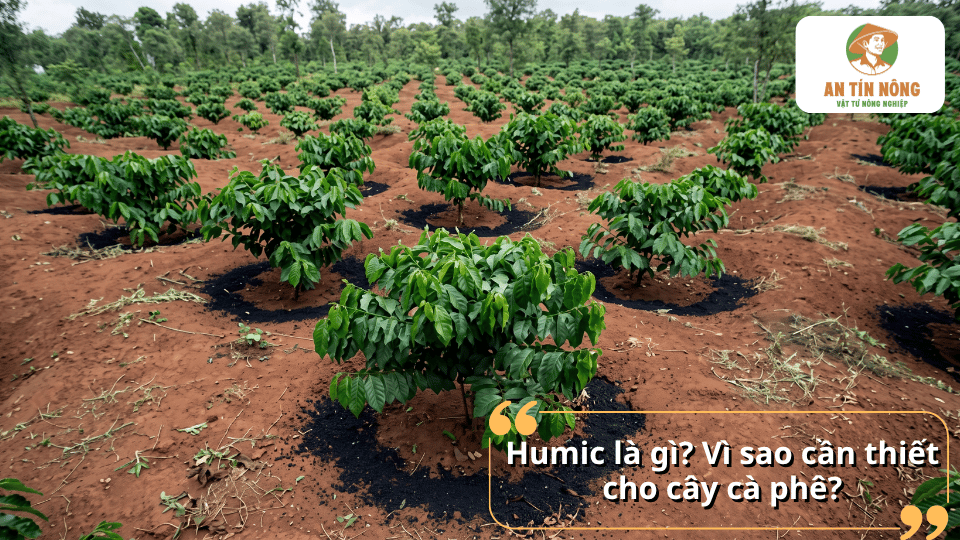 Humic là gì và vai trò của Humic đối với cây cà phê.
