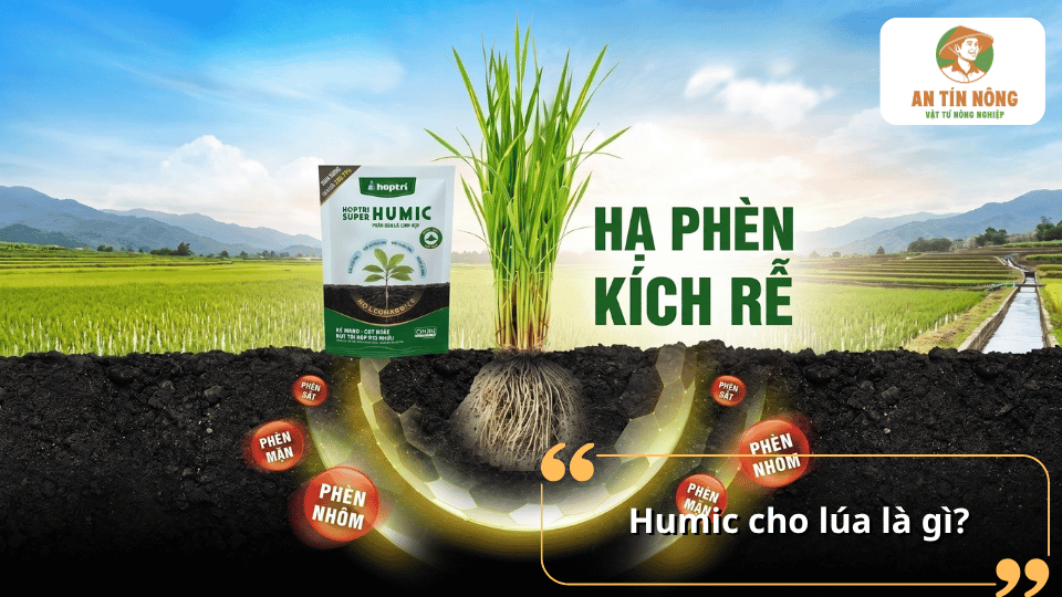 Humic cho lúa là gì? Phân bón Humic giúp hạ phèn, kích thích ra rễ và cải tạo đất trồng lúa.