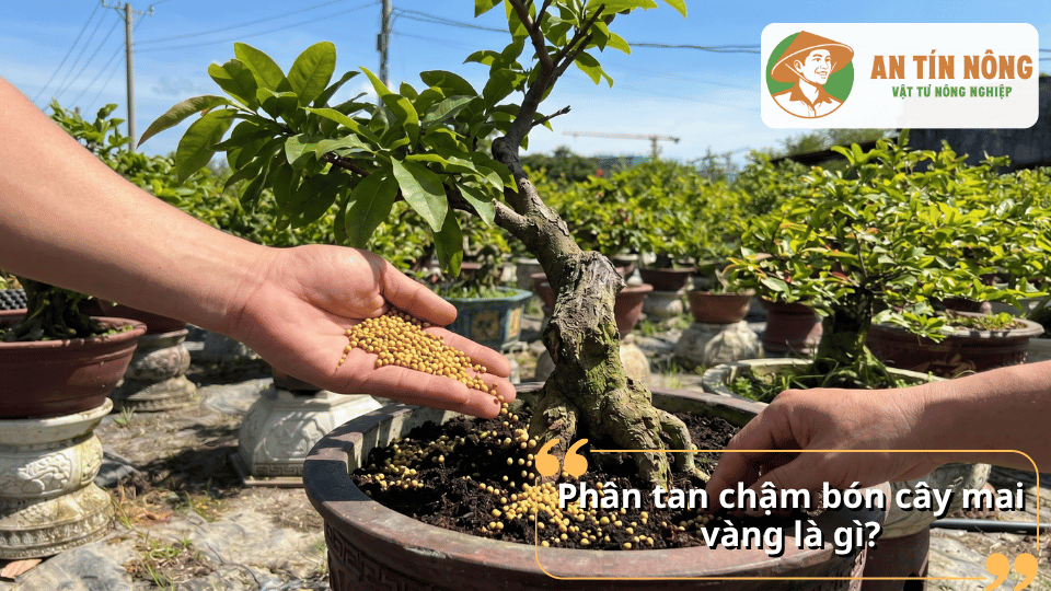 Phân tan chậm cho mai vàng là loại phân giải phóng dinh dưỡng từ từ, giúp cây hấp thu ổn định và hạn chế thất thoát phân bón.